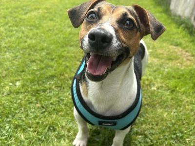 Gorgeous Jack Russell For STUD