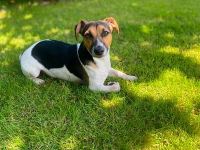 Gorgeous Jack Russell For STUD
