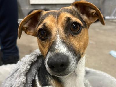 Gorgeous Jack Russell For STUD