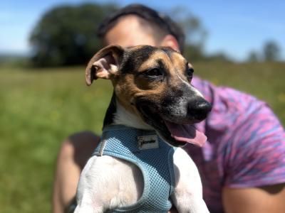 Gorgeous Jack Russell For STUD