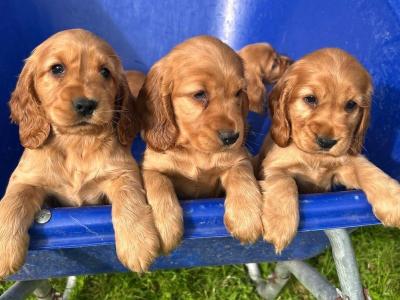 Golden Cocker Spaniel puppies in Cavan