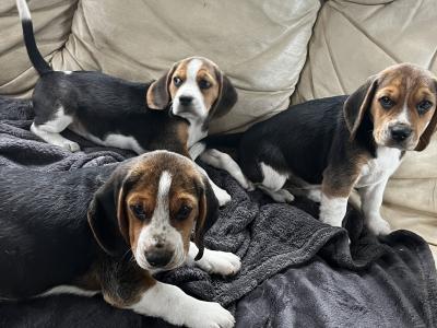 Purebred Beagle puppies tricolour for sale