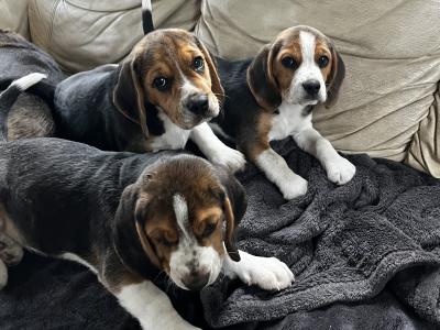 Purebred Beagle puppies tricolour for sale