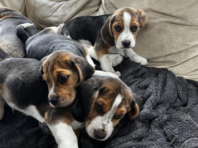 Purebred Beagle puppies tricolour for sale