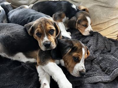 Purebred Beagle puppies tricolour for sale