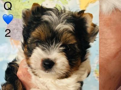 Biewer Terrier puppies in Wexford