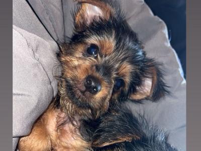 Full Breed Miniature Yorkshire Terrier Pups