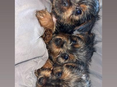Full Breed Miniature Yorkshire Terrier Pups