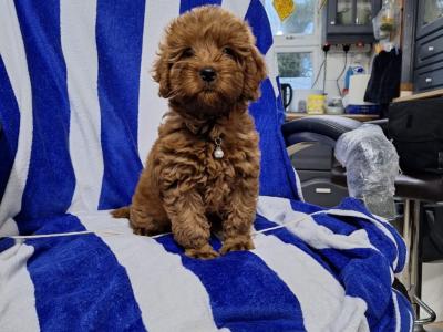 Goldendoodle female