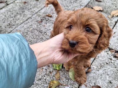 Goldendoodle female