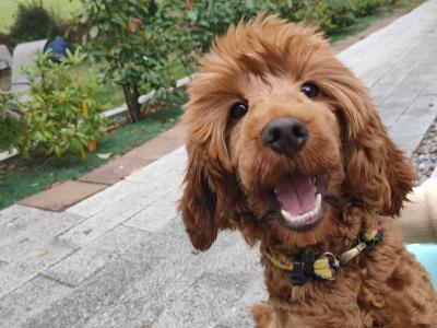 Goldendoodle female