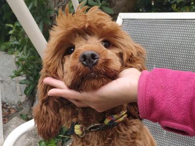 Goldendoodle female