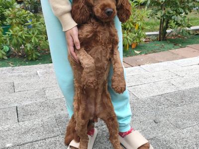 Goldendoodle female