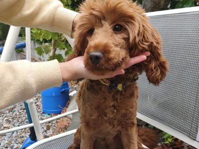 Goldendoodle female