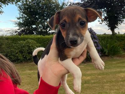 1 Female Jack Russell puppy for sale in Wexford