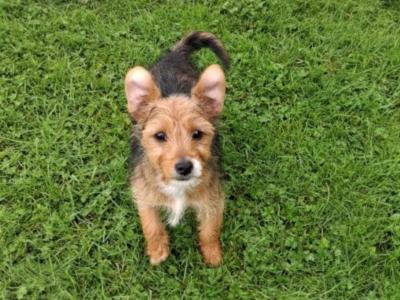 2  Morkie puppies (Maltese x Yorkshire Terrier) in Limerick