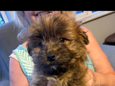 Shih Tzu x Pomeranian puppies in Sligo