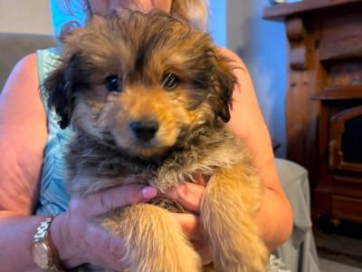 Shih Tzu x Pomeranian puppies in Sligo