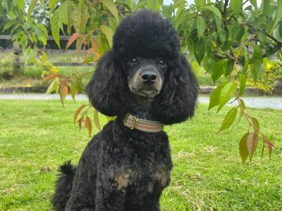 Minature Phantom Poodle