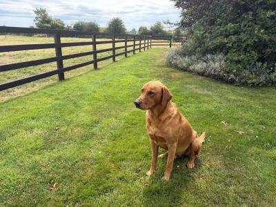 Fox Red Labradors in Dublin
