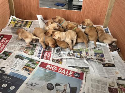 Fox Red Labradors in Dublin