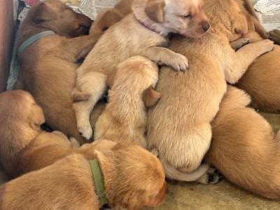 Fox Red Labradors in Dublin