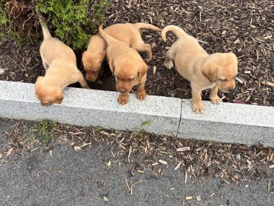 Fox Red Labradors in Dublin