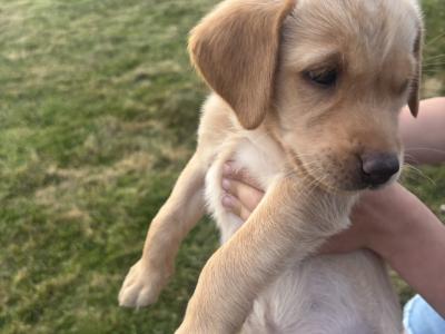 Fox Red Labradors in Dublin