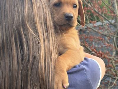 Fox Red Labradors in Dublin