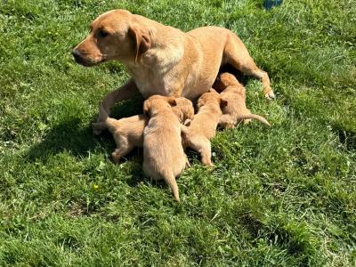 Fox Red Labradors in Dublin