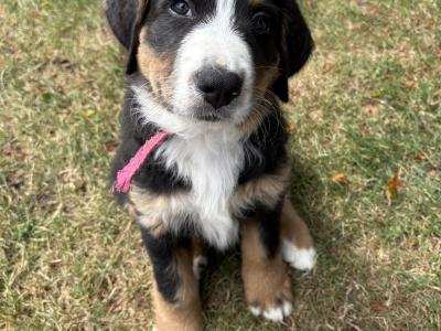 Bernese Mountain Dog x Newfoundland puppies for sale in Carlow
