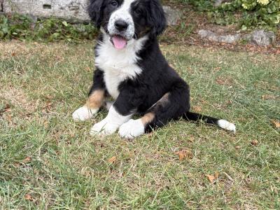 Bernese Mountain Dog x Newfoundland puppies for sale in Carlow