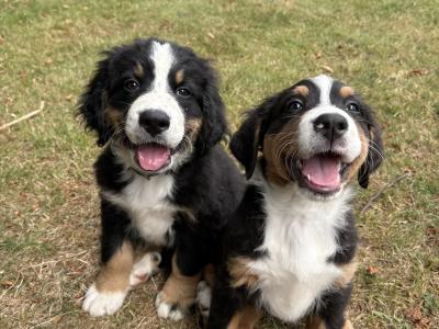 Bernese Mountain Dog x Newfoundland puppies for sale in Carlow