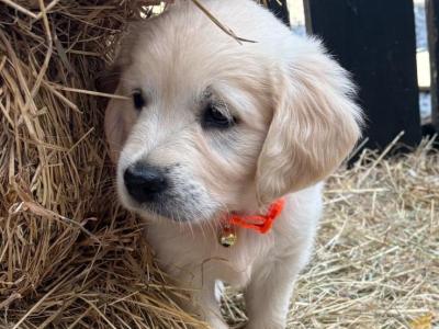 Golden Retrievers for sale