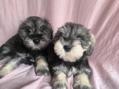 Beautiful miniature schnauzer pups ( add will close when sold)