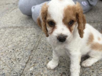 Adorable Cavachon puppies in Kilkenny looking for Their Forever Homes! 🐶❤️