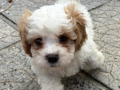 Adorable Cavachon puppies in Kilkenny looking for Their Forever Homes! 🐶❤️