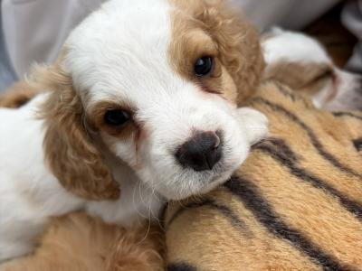 Adorable Cavachon puppies in Kilkenny looking for Their Forever Homes! 🐶❤️