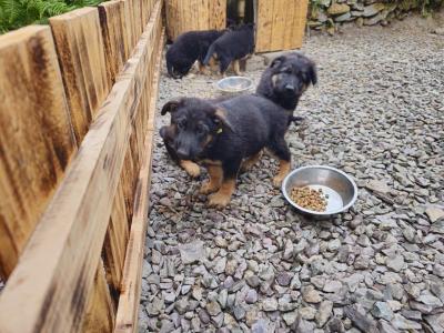 German Shepherd puppies