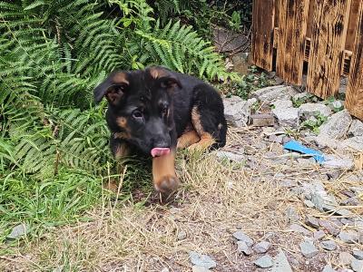 German Shepherd puppies