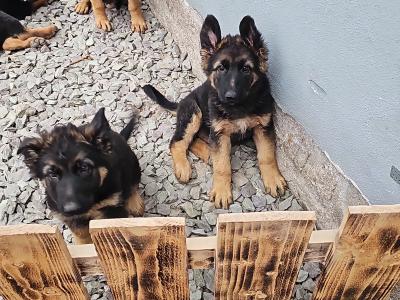 German Shepherd puppies