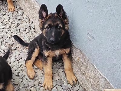 German Shepherd puppies