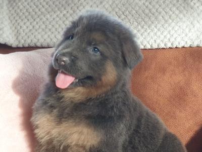 German Shepherd puppies in Kildare