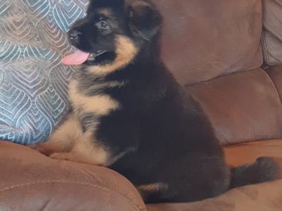 German Shepherd puppies in Kildare
