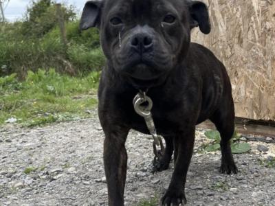 Female Staffordshire Bull Terrier in Sligo