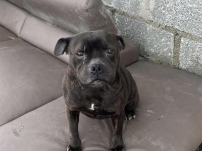 Female Staffordshire Bull Terrier in Sligo