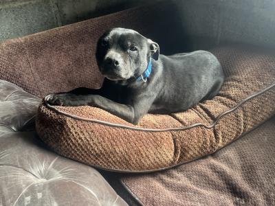 Female Staffordshire Bull Terrier in Sligo