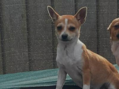Chihuahua Puppy 4 months old
