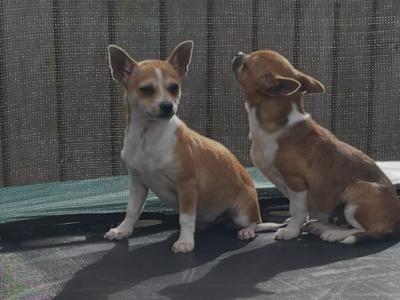 Chihuahua Puppy 4 months old