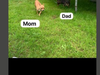 Chihuahua Puppy 4 months old